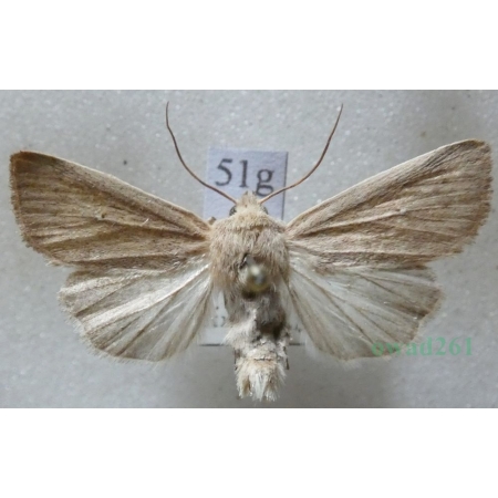 Mythimna sicula (Treitschke, 1835) Czech51g